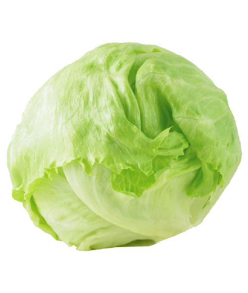 LECHUGA REPOLLADA