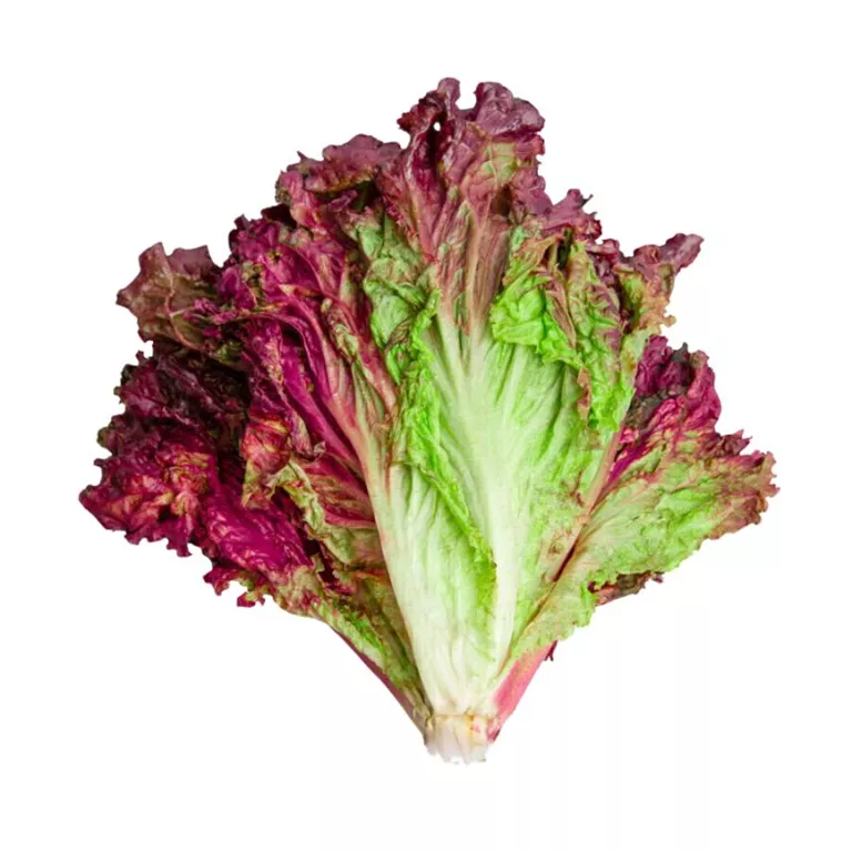 LECHUGA MORADA